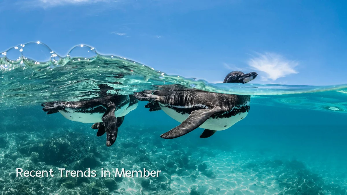 Recent Trends in Member